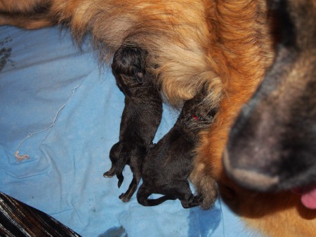 První dvě - Anabell a Alexander