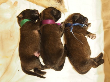 Tři kluci jako buci