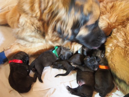 Výraz toho štěněte je neodolatelný