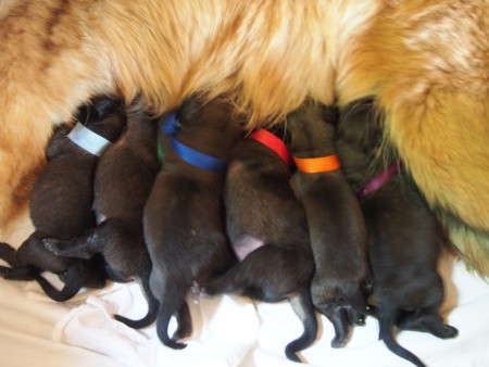 Vždy připravená mlékárna